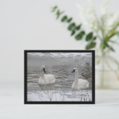 Zwaan Briefkaarten (Staand voorkant)