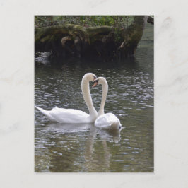 Zwaan Bruiloft Liefde Vrede Hoop Water Meer Park Briefkaart