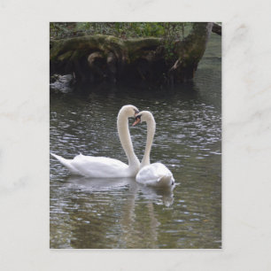 Zwaan Bruiloft Liefde Vrede Hoop Water Meer Park Briefkaart