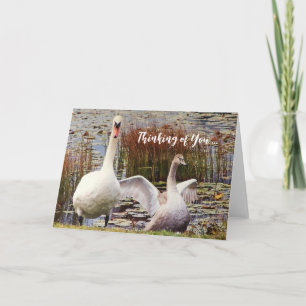 Zwaan Eend Leeg Binnen Denk Aan Jou Kaart