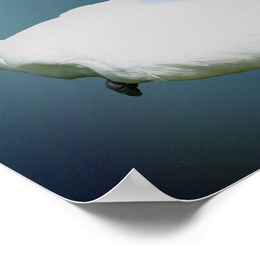 Zwaan en Hibiscus bloeit Inspirerend Poster (Hoek)