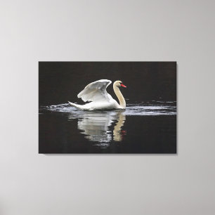 Zwaan en reflecties canvas afdruk