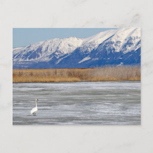 Zwaan en sneeuw briefkaart