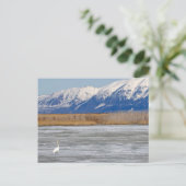 Zwaan en sneeuw briefkaart (Staand voorkant)