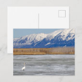 Zwaan en sneeuw briefkaart (Voorkant / Achterkant)