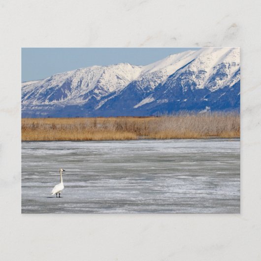 Zwaan en sneeuw briefkaart (Voorkant)