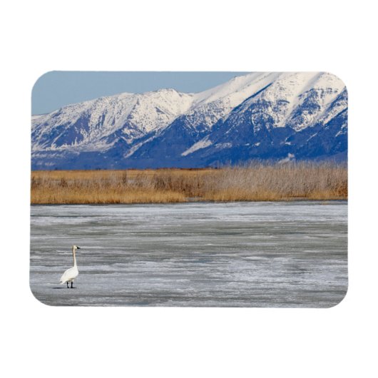 Zwaan en sneeuw magneet (Horizontaal)