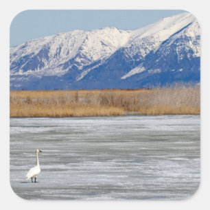 Zwaan en sneeuw vierkante sticker