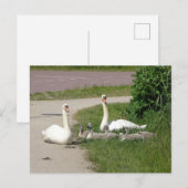 Zwaan familie op fietspad DIY Briefkaart (Voorkant / Achterkant)
