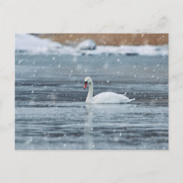Zwaan in de sneeuwende winteromstandigheden ansich briefkaart