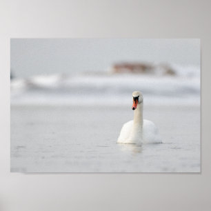 Zwaan in een poster van een bevroren zee landschap