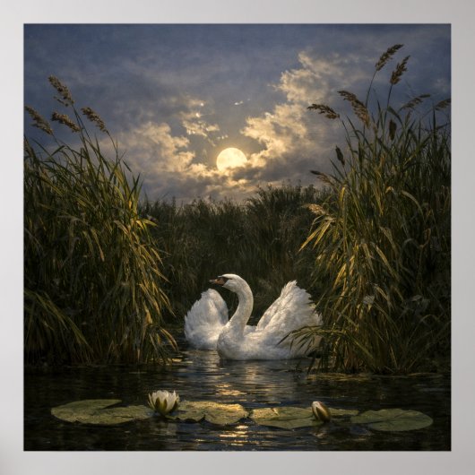 Zwaan in maanlicht poster (Voorkant)