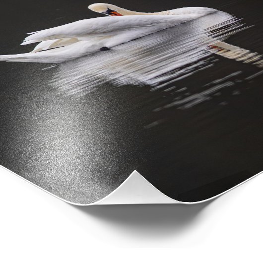 Zwaan in rust foto afdruk (Hoek)