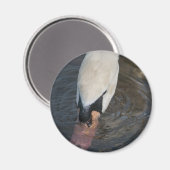 Zwaan Magneet (Voorkant / Achterkant)
