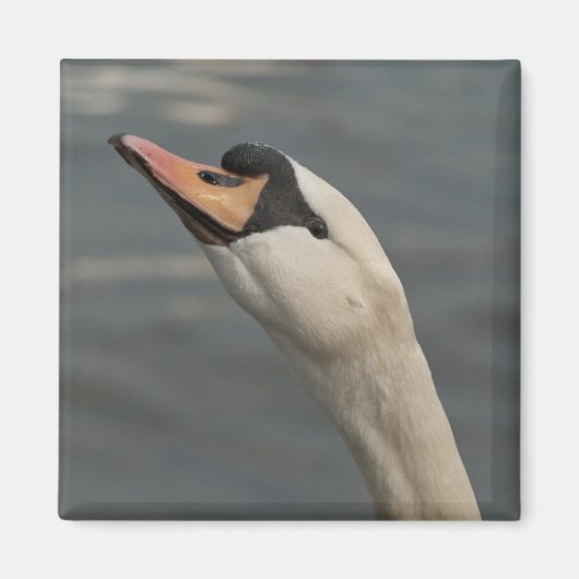 Zwaan Magneet (Voorkant)