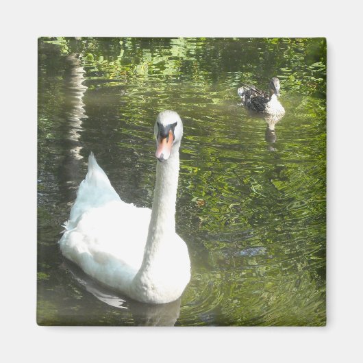 Zwaan op de vijver magneet (Voorkant)