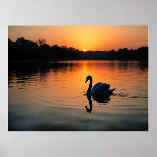 Zwaan op een meer, schilderachtige foto, poster