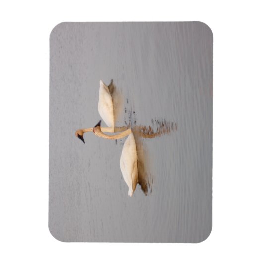 Zwaan paar flexibele foto magneet (Verticaal)