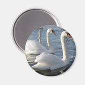 zwaan reflecties magneet (Voorkant / Achterkant)
