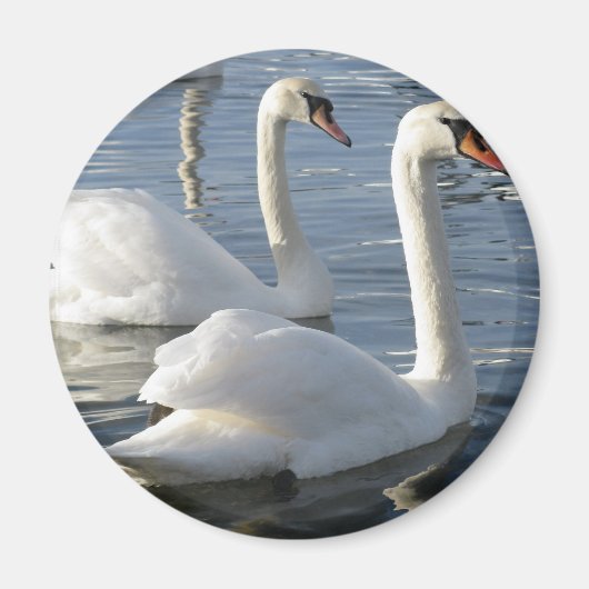 zwaan reflecties magneet (Voorkant)