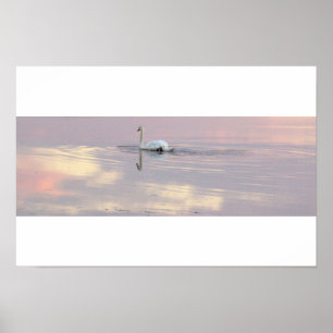 Zwaan Reflecties Poster