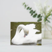 Zwaan van het meer briefkaart (Staand voorkant)
