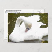 Zwaan van het meer briefkaart (Voorkant / Achterkant)