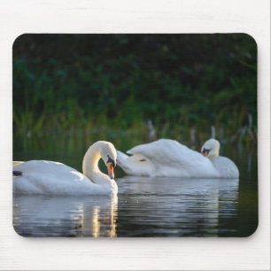 Zwaan, vogel, meer muismat