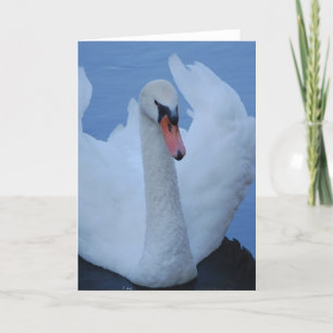 zwaan Wenskaart Kaart