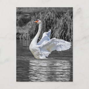 Zwaan Zwart-wit Fotografie Briefkaart