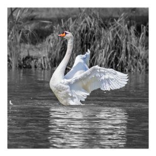 Zwaan Zwart-wit Fotografie Foto Afdruk
