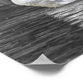 Zwaan Zwart-wit Fotografie Poster (Hoek)