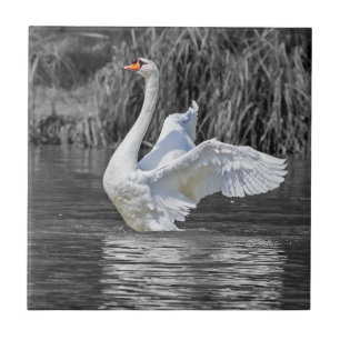 Zwaan Zwart-wit Fotografie Tegeltje