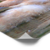 Zwaanposter Poster (Hoek)