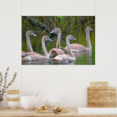 Zwaanposter Poster (Keuken)