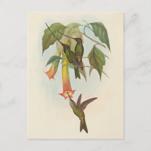 zwaard-gefactureerde kolibrie John Gould Briefka Briefkaart