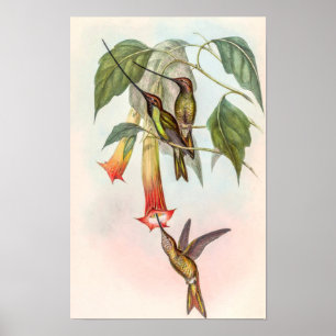 Zwaardbekkolibrie door John Gould Poster