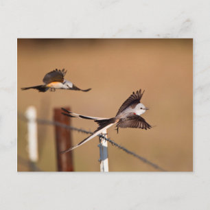 Zwaardsnavel-tirannen (Tyrannus Forficatus) Briefkaart