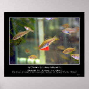 Zwaardstaartvis als deze is deel van... - Geperson Poster