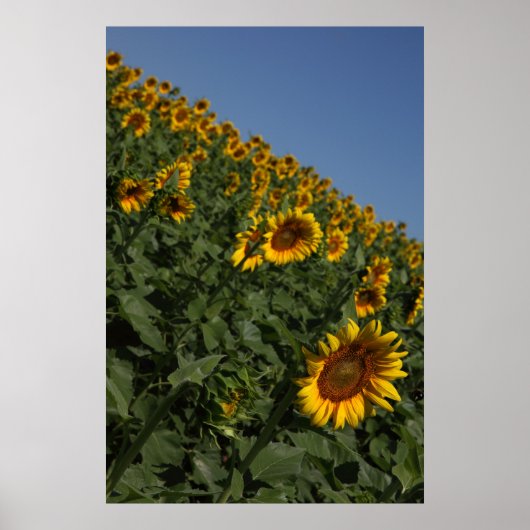 Zwaarte Poster (Voorkant)