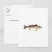 Zwakvis - Seatrout - Grijze forel Briefkaart (Voorkant / Achterkant)