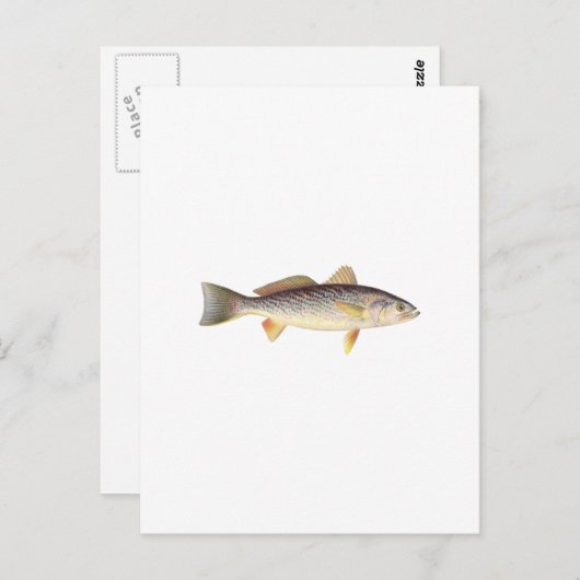 Zwakvis - Seatrout - Grijze forel Briefkaart (Voorkant / Achterkant)