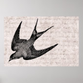 zwaluw Illustratie - Antiek vogel van 1800 Poster (Voorkant)