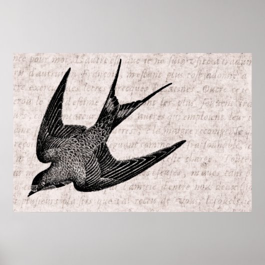  zwaluw Illustratie - Antiek vogel van 1800 Poster (Voorkant)