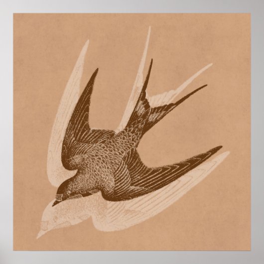  zwaluw Illustratie - Antiek vogel van 1800 Poster (Voorkant)