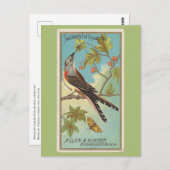 Zwaluw-staart vliegenvanger briefkaart (Voorkant / Achterkant)