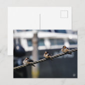 Zwaluw vogeltjes die op een lijn zitten in de have briefkaart (Voorkant / Achterkant)