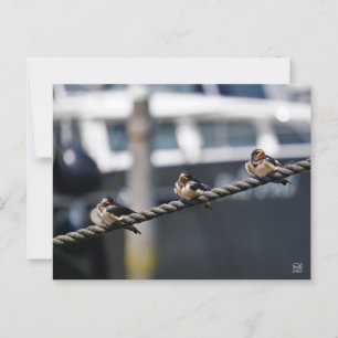 Zwaluw vogeltjes die op een lijn zitten in de have briefkaart