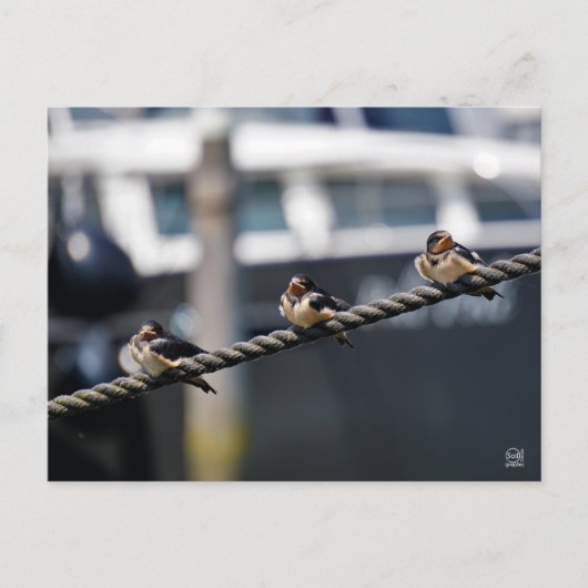 Zwaluw vogeltjes die op een lijn zitten in de have briefkaart (Voorkant)
