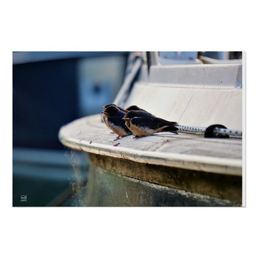 Zwaluw vogeltjes die op een lijn zitten in de have perfect poster (Voorkant)